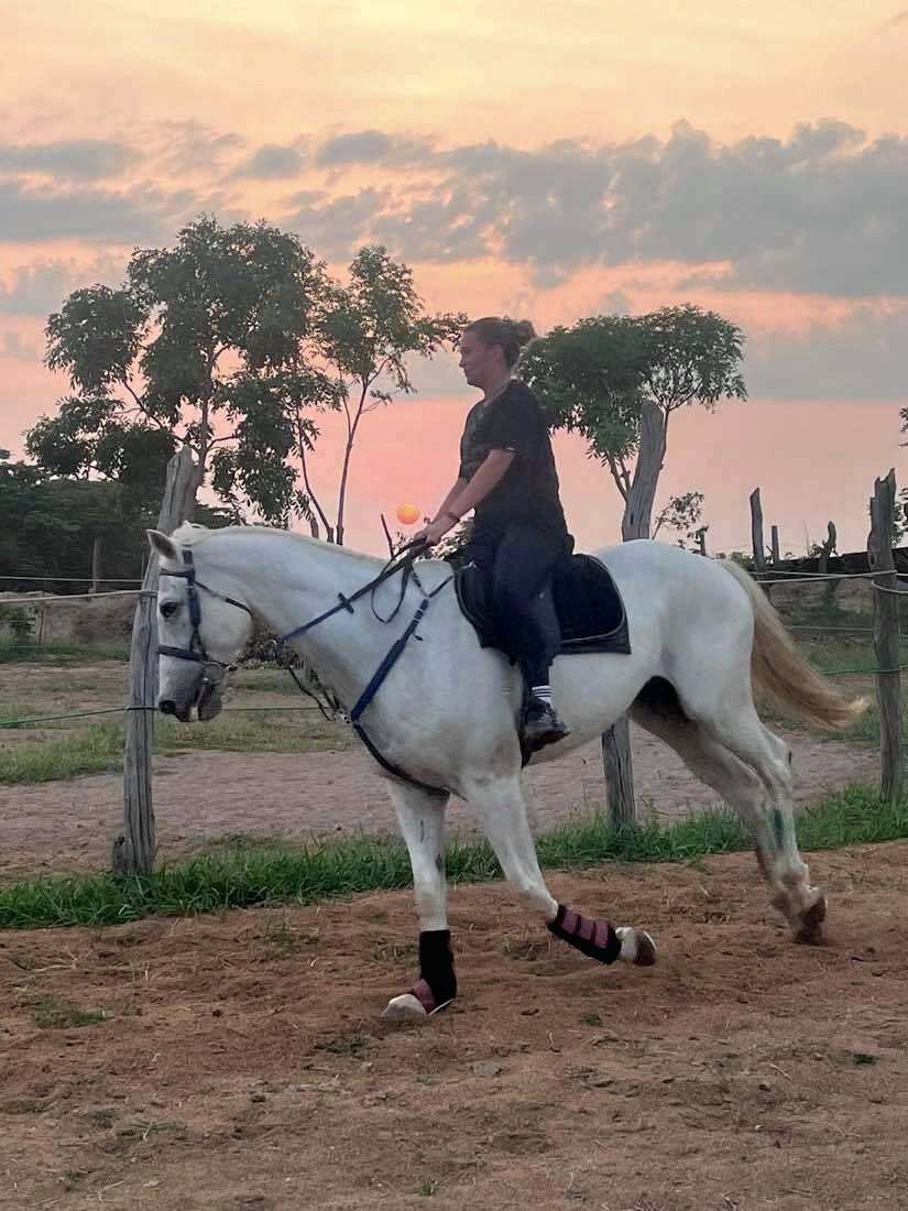 A grey horse schooling at sunset at the Ranch.