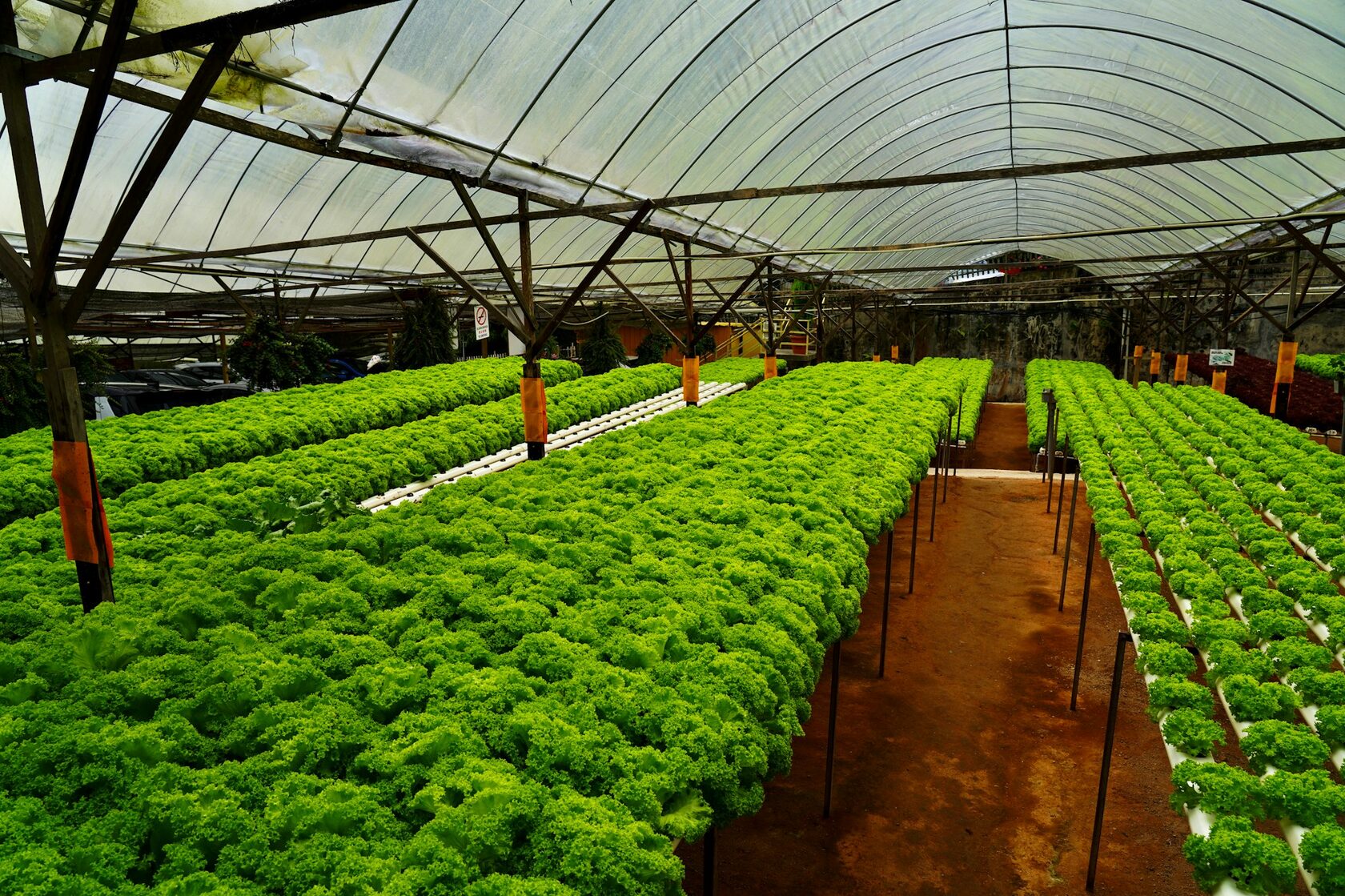 Vegetables