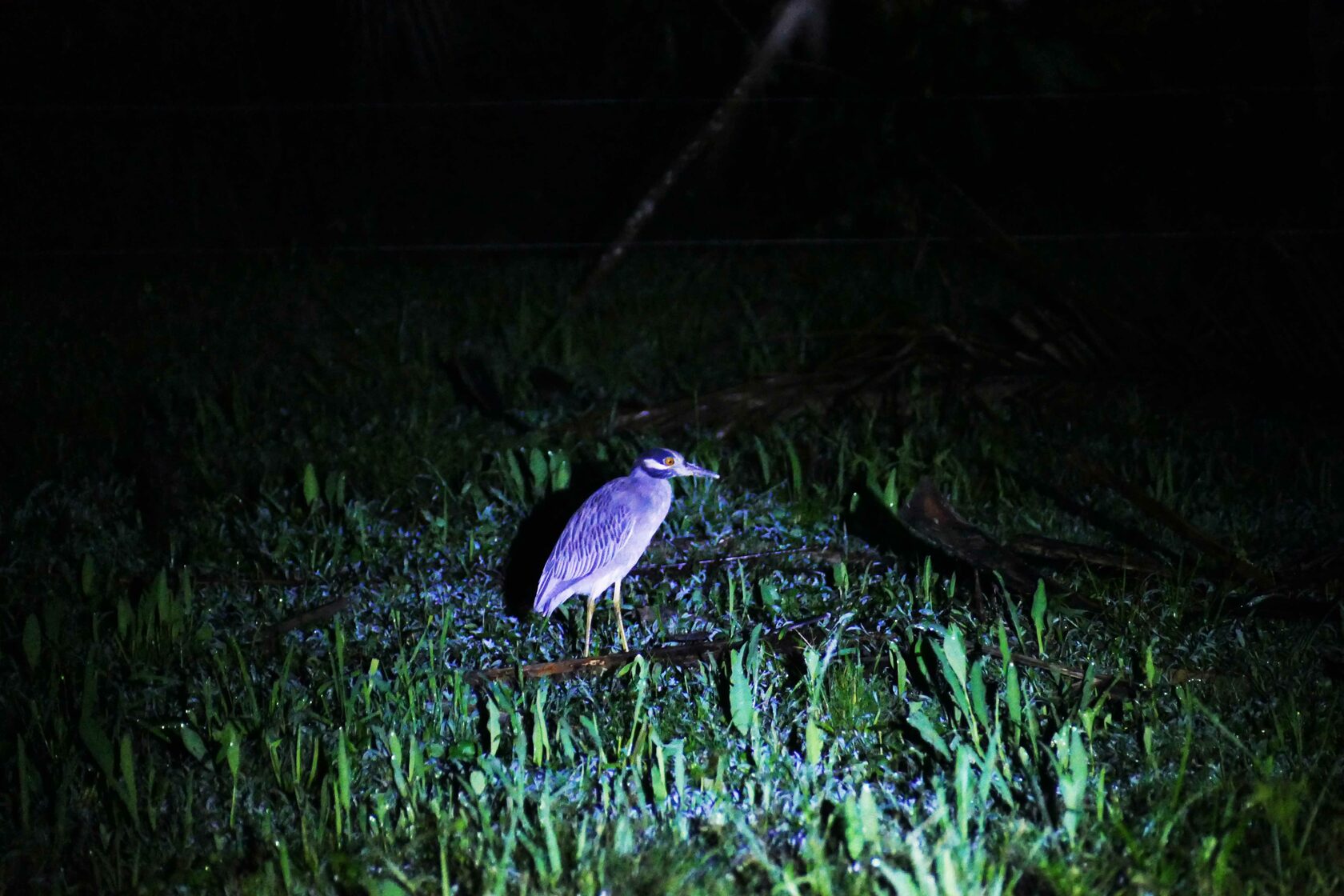 Garza nocturna coroniamarilla iluminada por un reflector contra el manglar oscuro