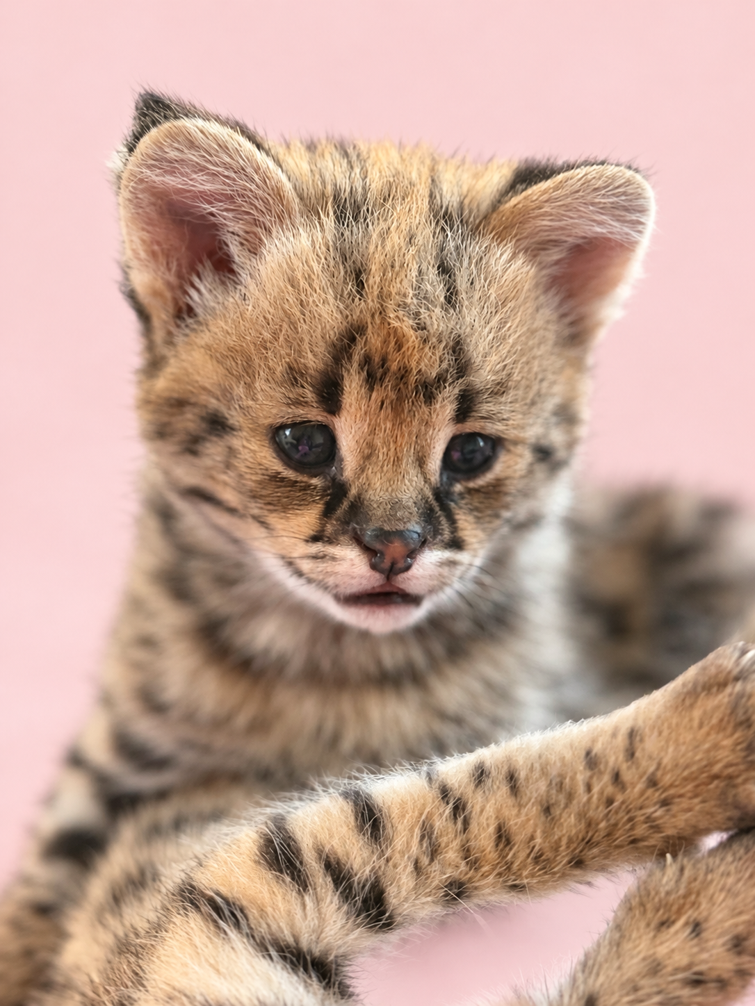 Savannah F1 HP female born September 14, 2026 — portrait with edited background