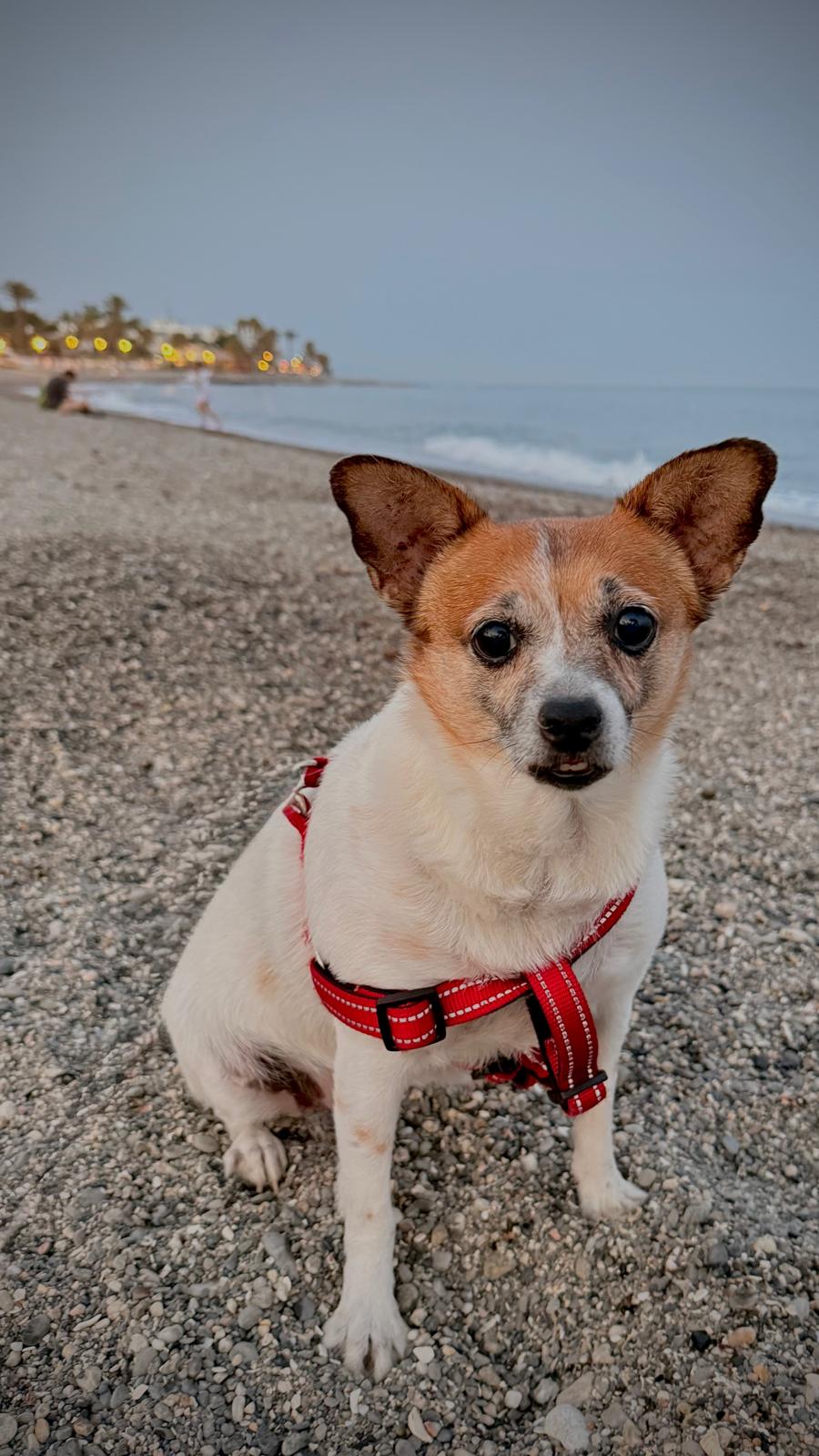 Hoffie, rescatado de una protectora