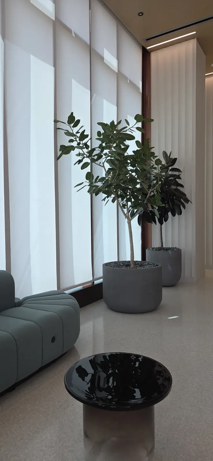 A pair of ficus trees by the window at Bristol Myers Squibb