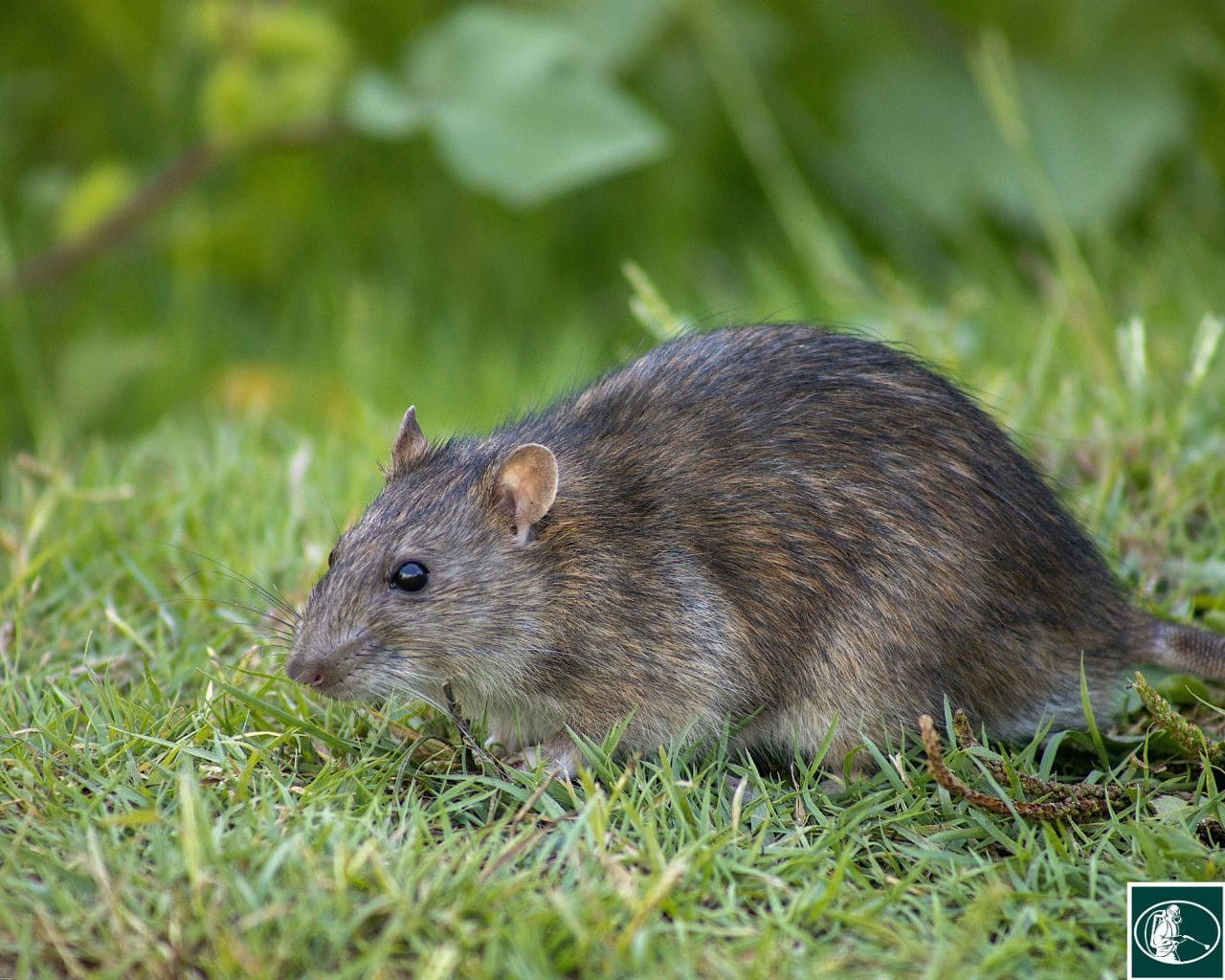 Plankie Rouge Rats Rat brun (Rattus Norvegicus) : tout savoir sur le surmulot et la ...