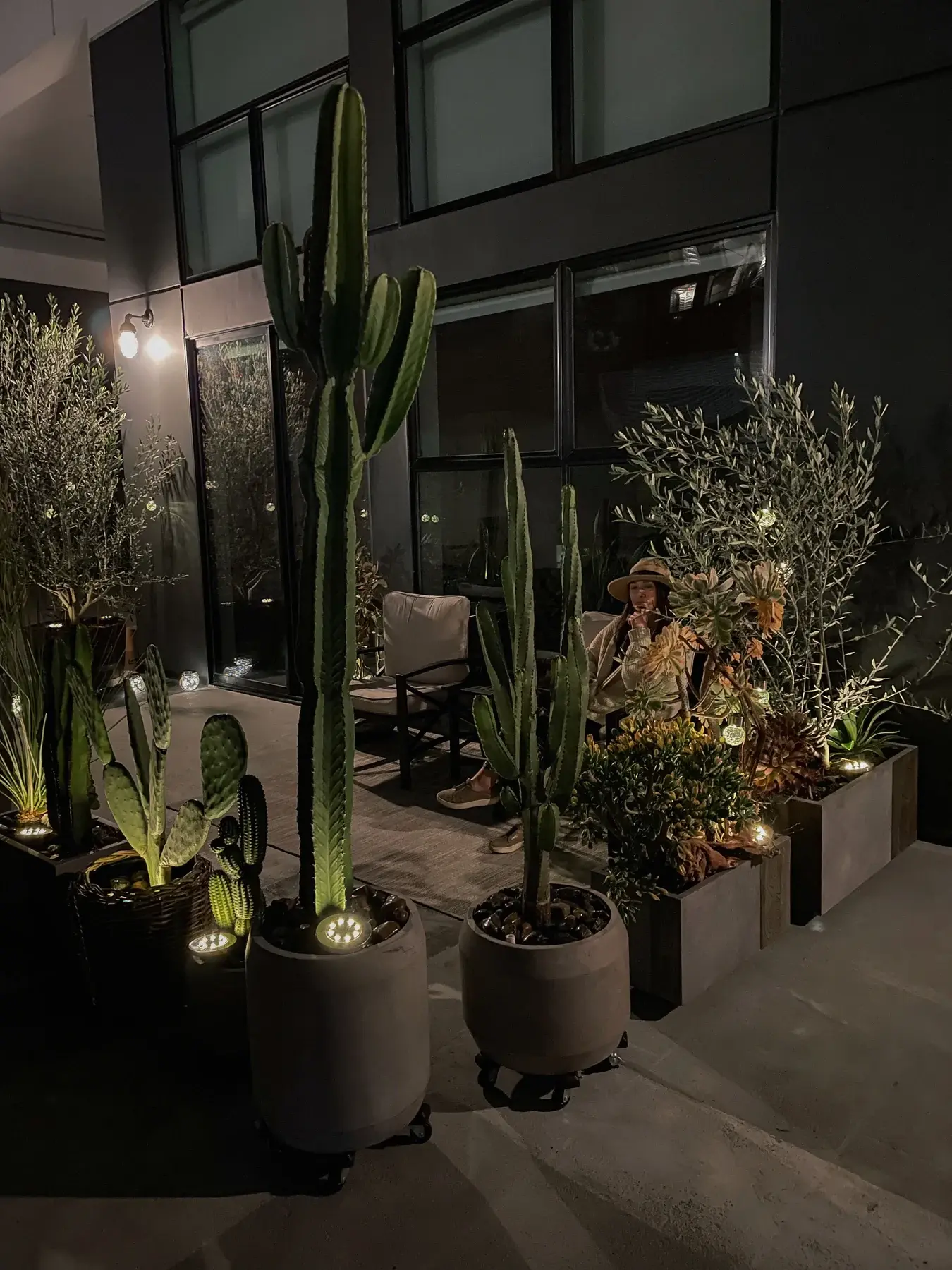 Cacti and olive trees lit at night