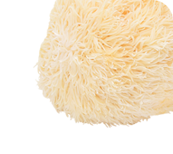 Hericium erinaceus — გულა სოკო