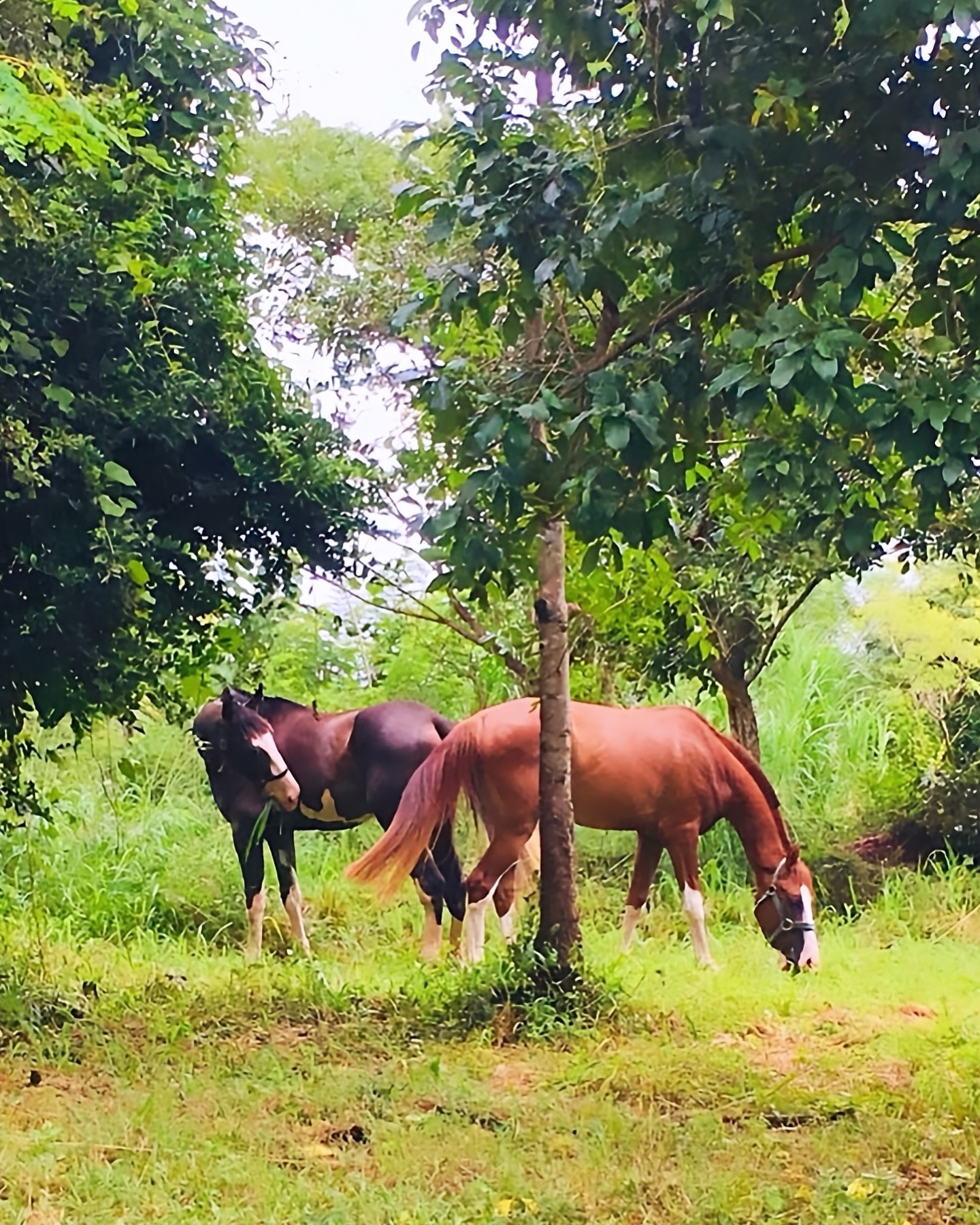 Two horses grazing under trees at Vonfidel Ranch in Eastern Sri Lanka.