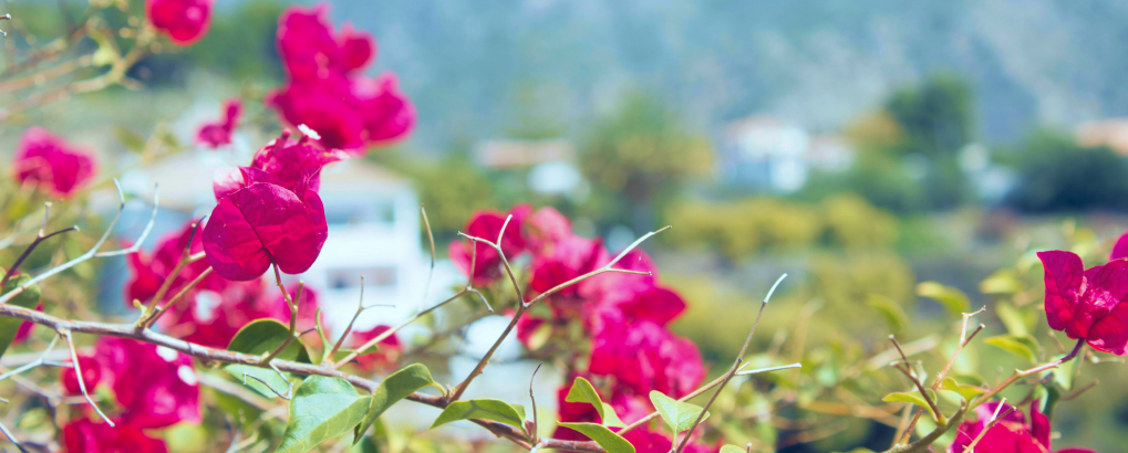 Flowers in Estepona Spain, Bougainvillea