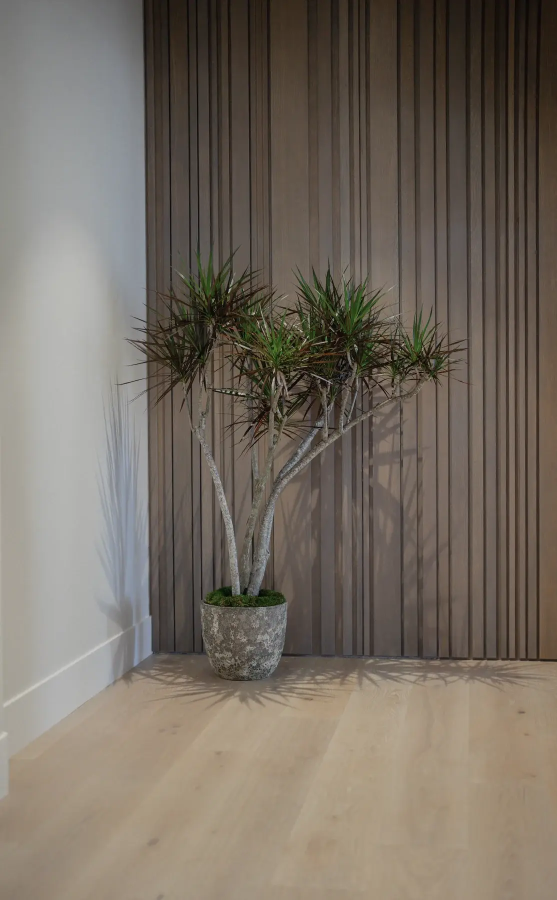 A branching dracaena against a wood-slat wall