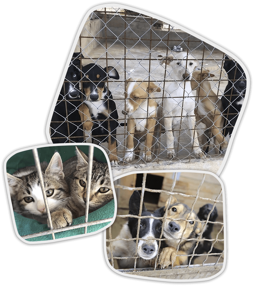 Voluntarios cuidando de los perros.