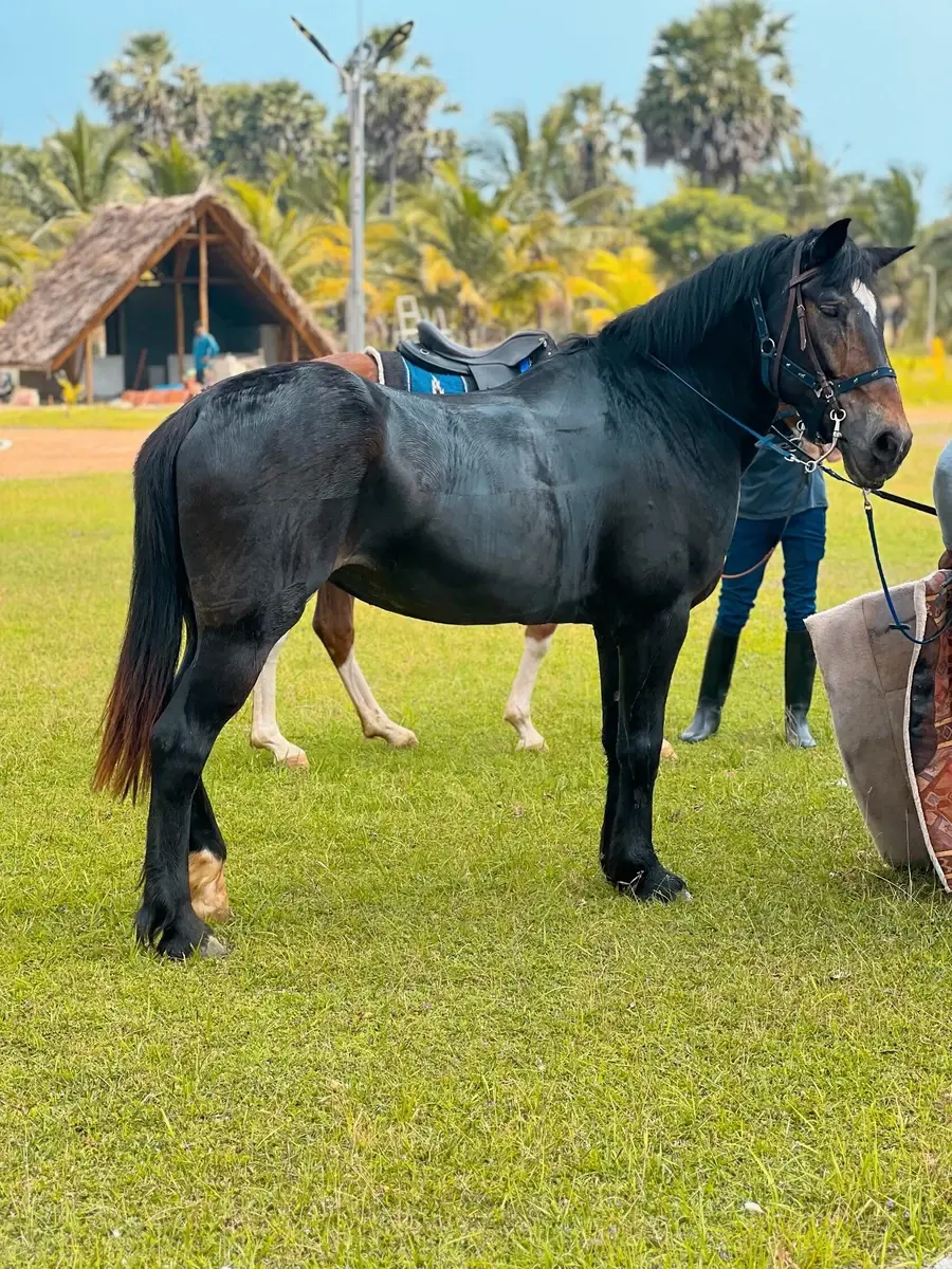 Black horse standing calmly on grass at Vonfidel Ranch in Sri Lanka.