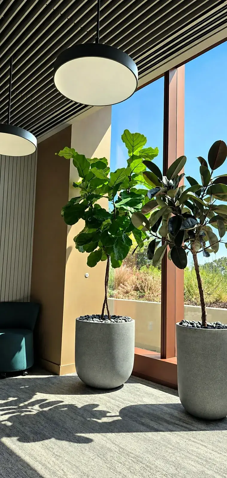 Fiddle-leaf figs in tall planters by the windows at Bristol Myers Squibb