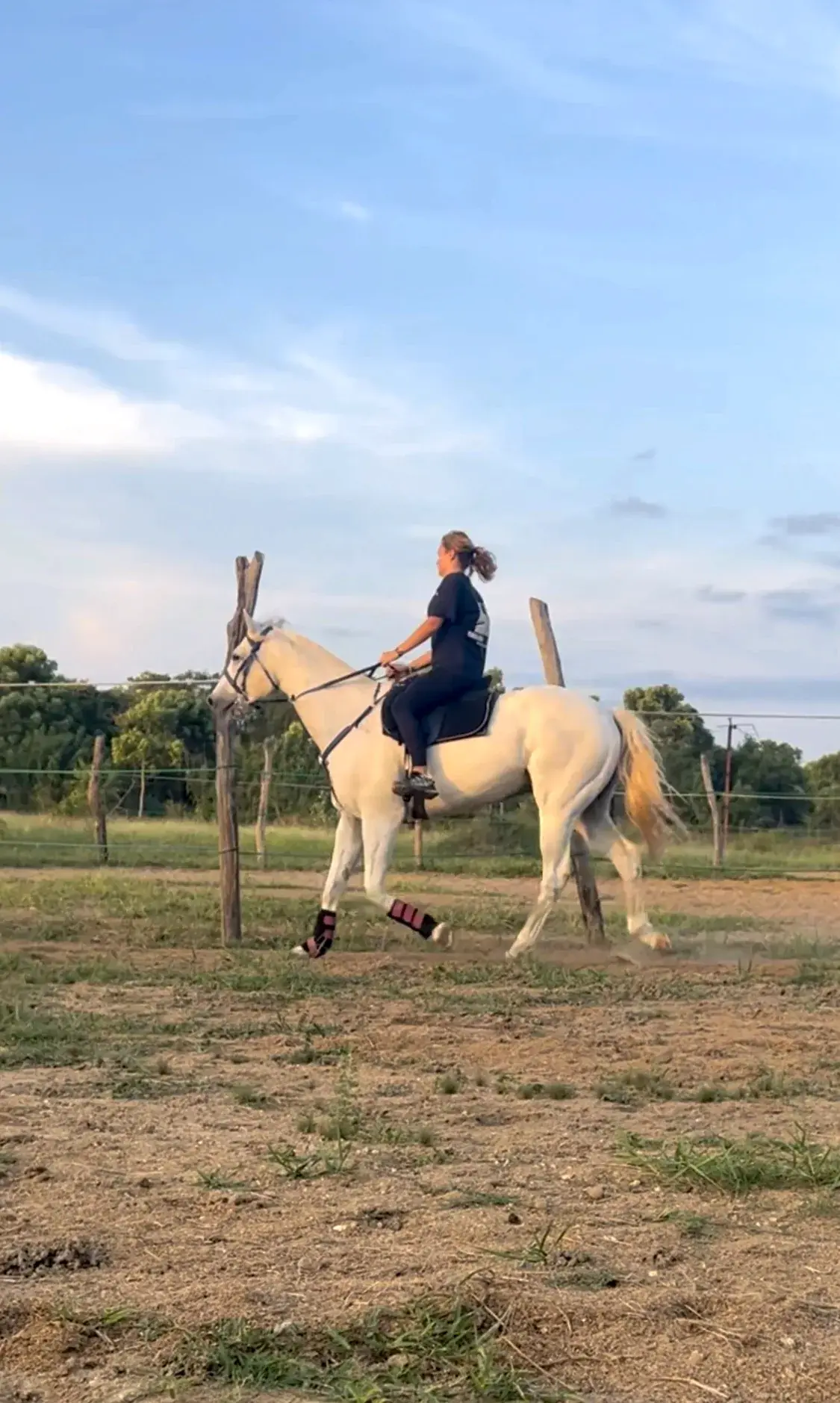 White horse moving calmly under saddle during training at Vonfidel Ranch