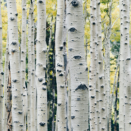Silver Birch