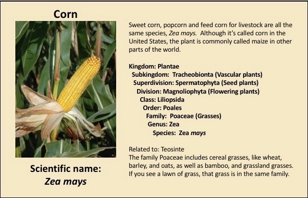 Hybrid Corn