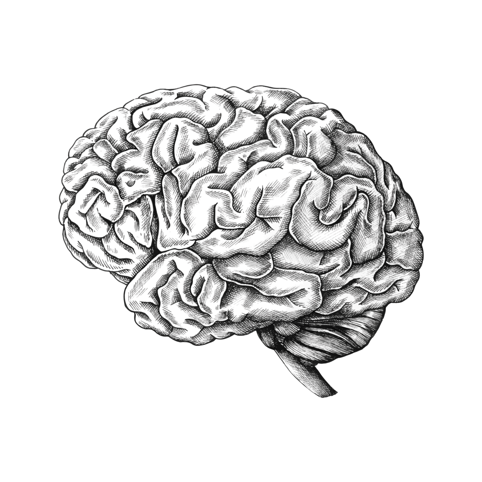 Engraving of a brain