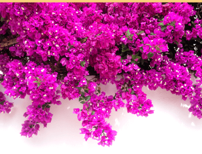 Tropical bougainvillea in Spain, Estepona