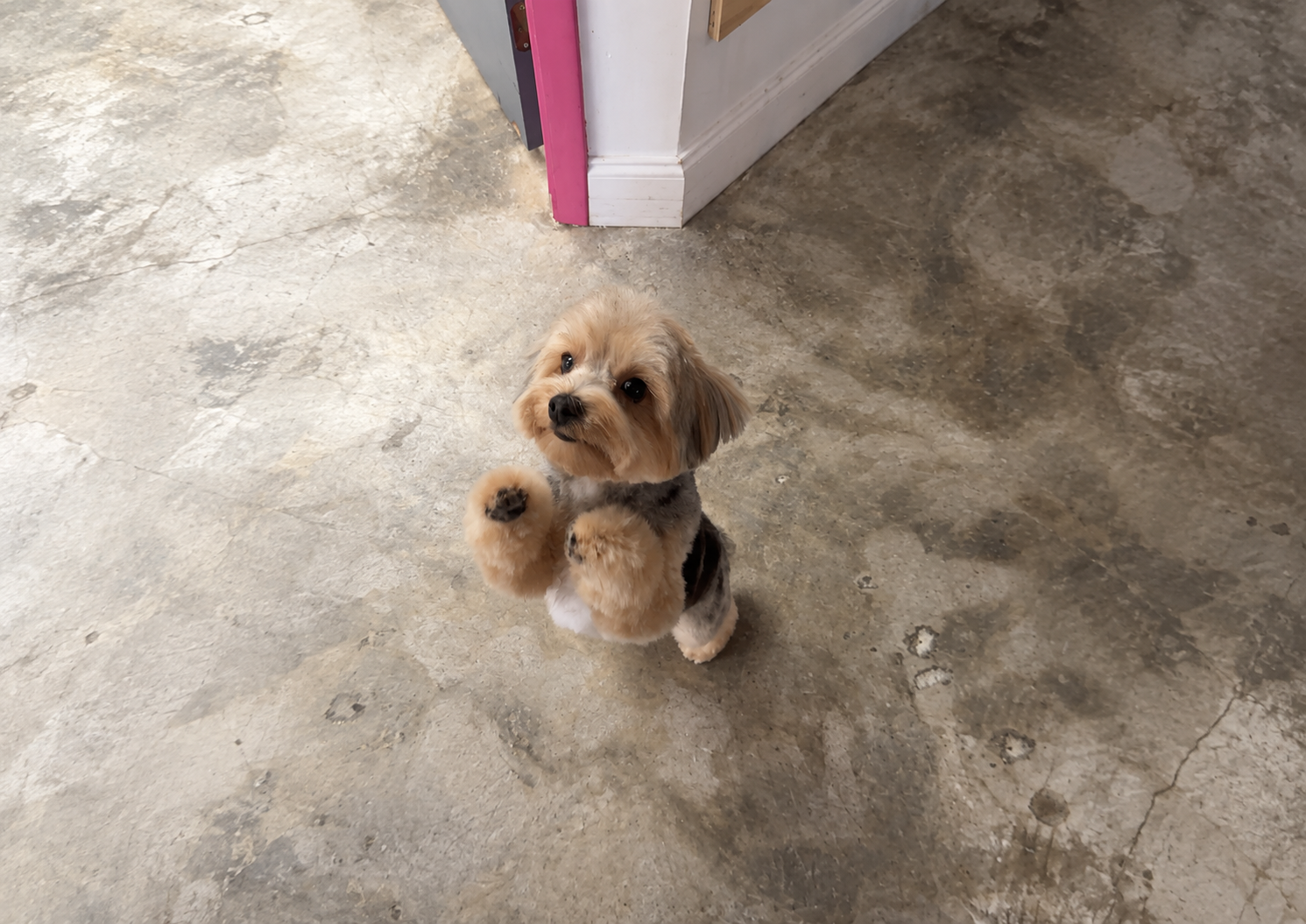 Professional dog nail care and trimming at Pink Bone salon