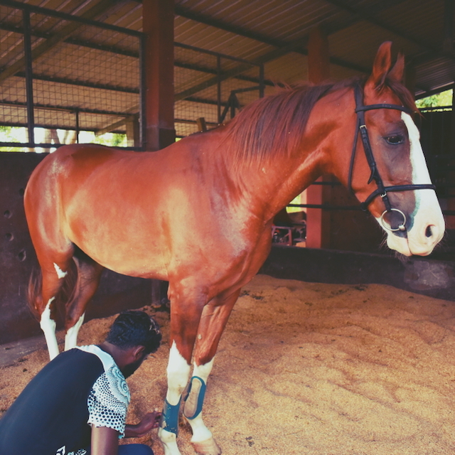 A Ranch team member attending to a horse in the stable, with the person's face outside the frame.
