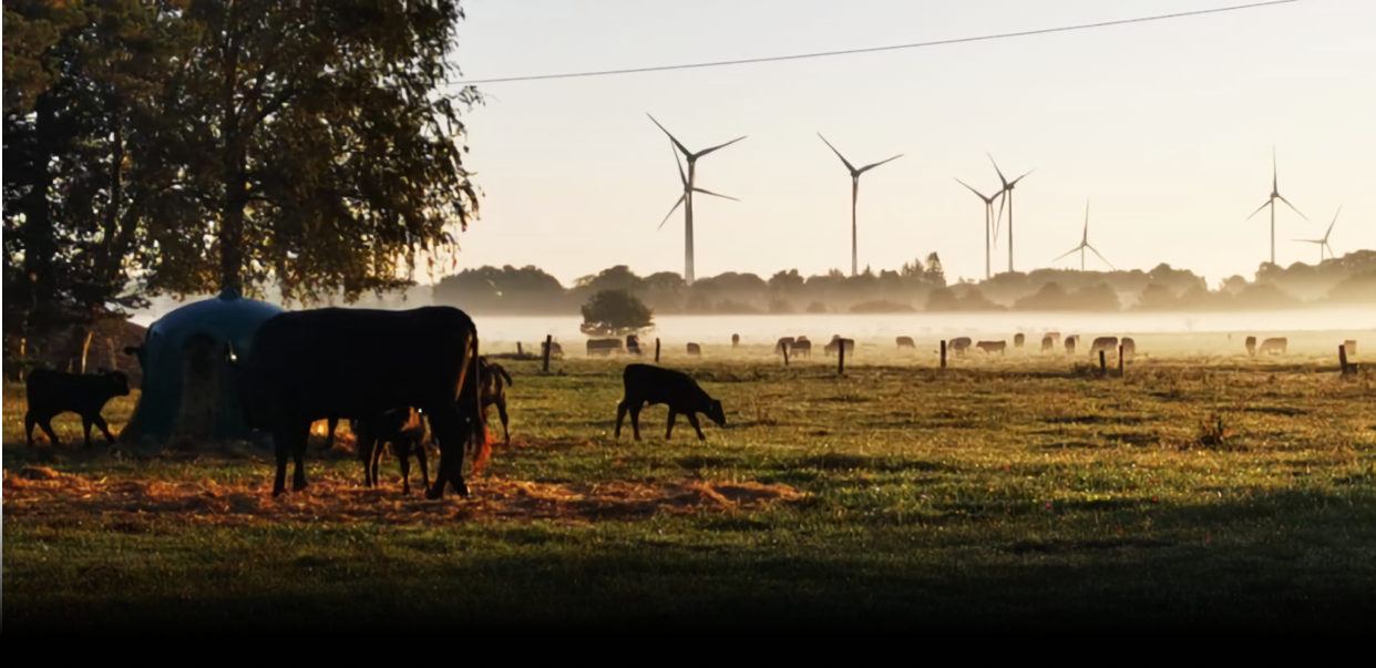 cow, bull, field, tree