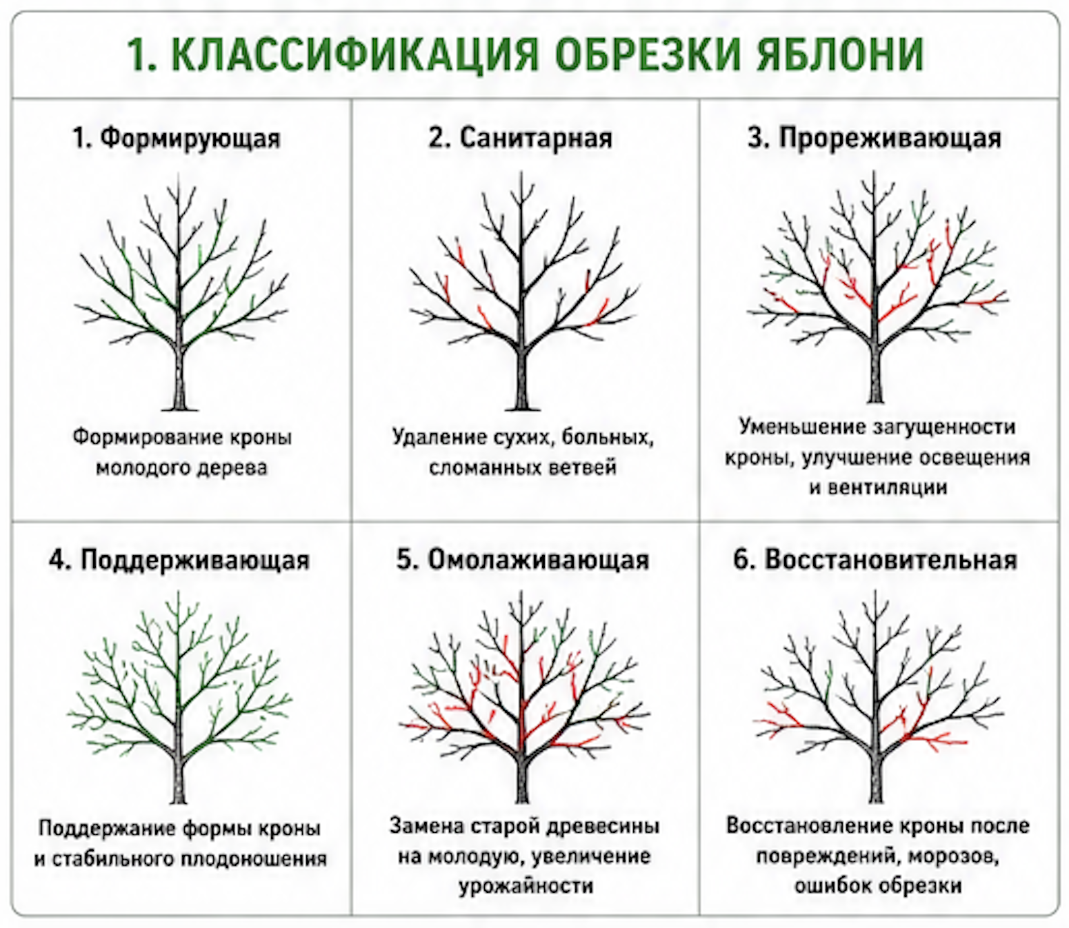Диаграмма классификации обрезки плодовых деревьев (яблони, груши, сливы) с 6 основными типами. Формирующая обрезка - создание кроны молодого дерева первые 3-5 лет. Санитарная обрезка - удаление сухих, мертвых и больных ветвей, проводится ежегодно. Прореживающая обрезка - удаление загущающих ветвей для улучшения освещения. Поддерживающая обрезка - ежегодный уход взрослого плодоносящего дерева. Омолаживающая обрезка - восстановление старого дерева постепенно в течение 2-3 лет. Восстановительная обрезка - после сильных повреждений морозом или ветром. Каждый тип показан на примере кроны дерева. Удаляемые ветви отмечены красными линиями, сохраняемые ветви показаны зелеными линиями. Схема помогает садоводам выбрать правильный вид обрезки в зависимости от возраста и состояния дерева.