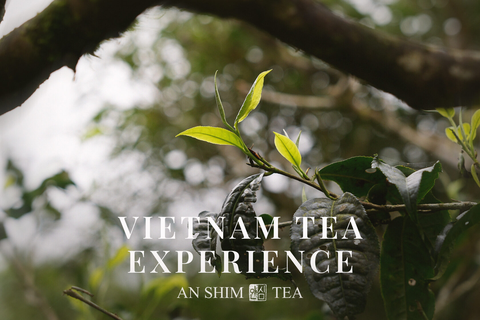 Vietnam Tea Experience | TEA PRODUCTION | Ancient Tea Trees