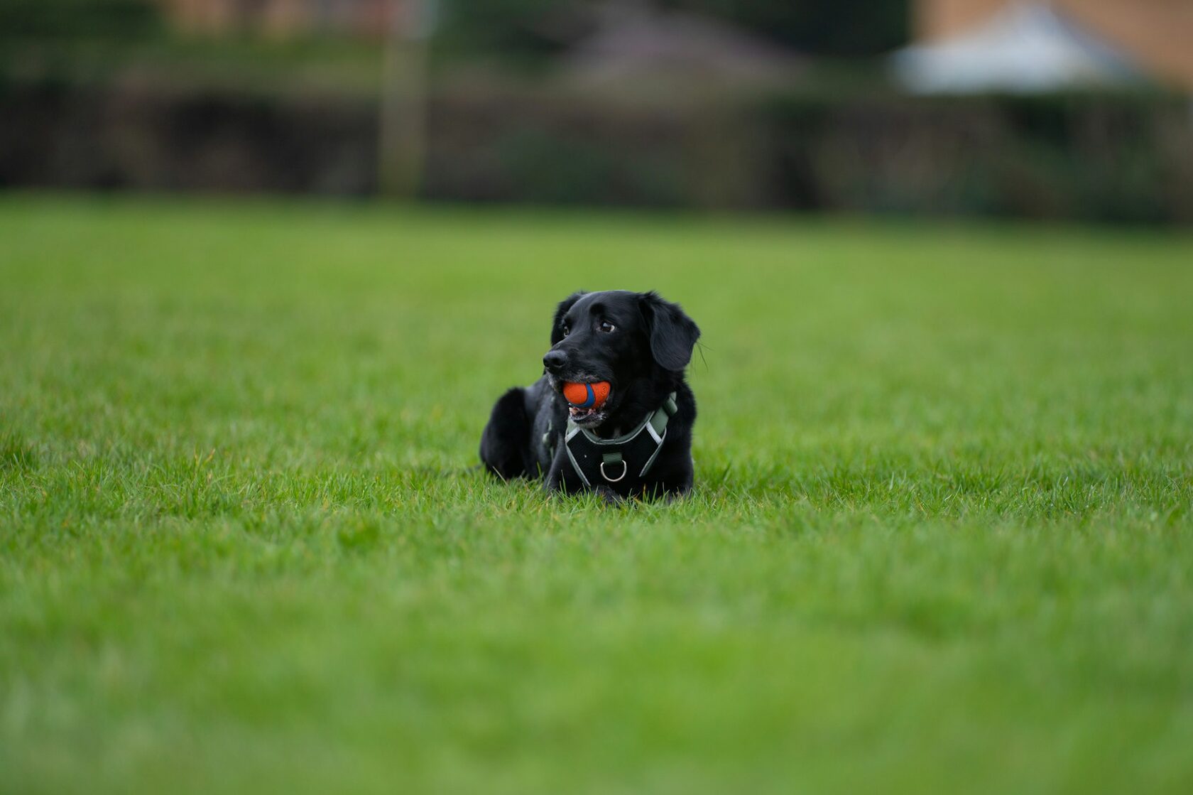 Arlo
