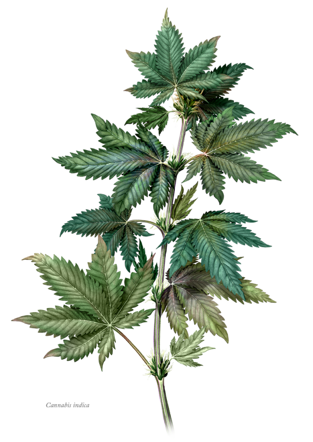 cannabisplante