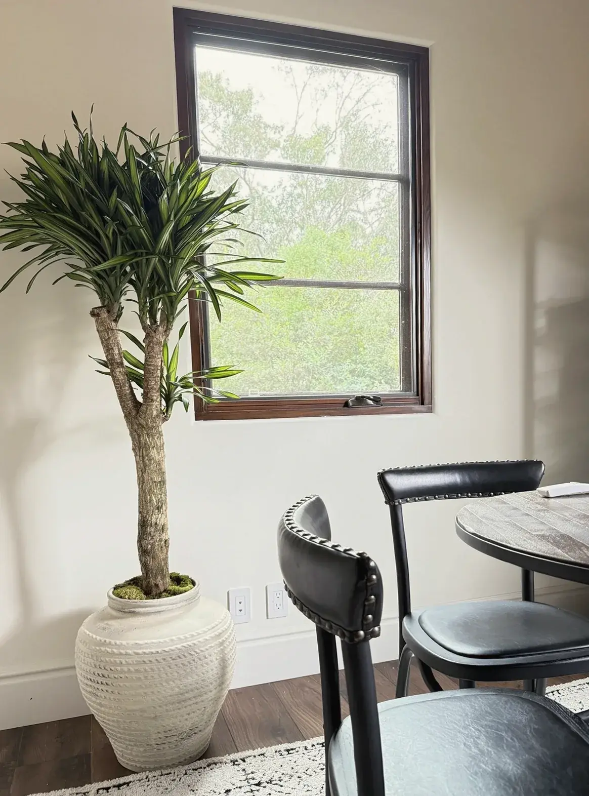 A tall dracaena in a cream planter by a dining room window