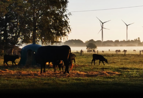 cow, bull, field, tree
