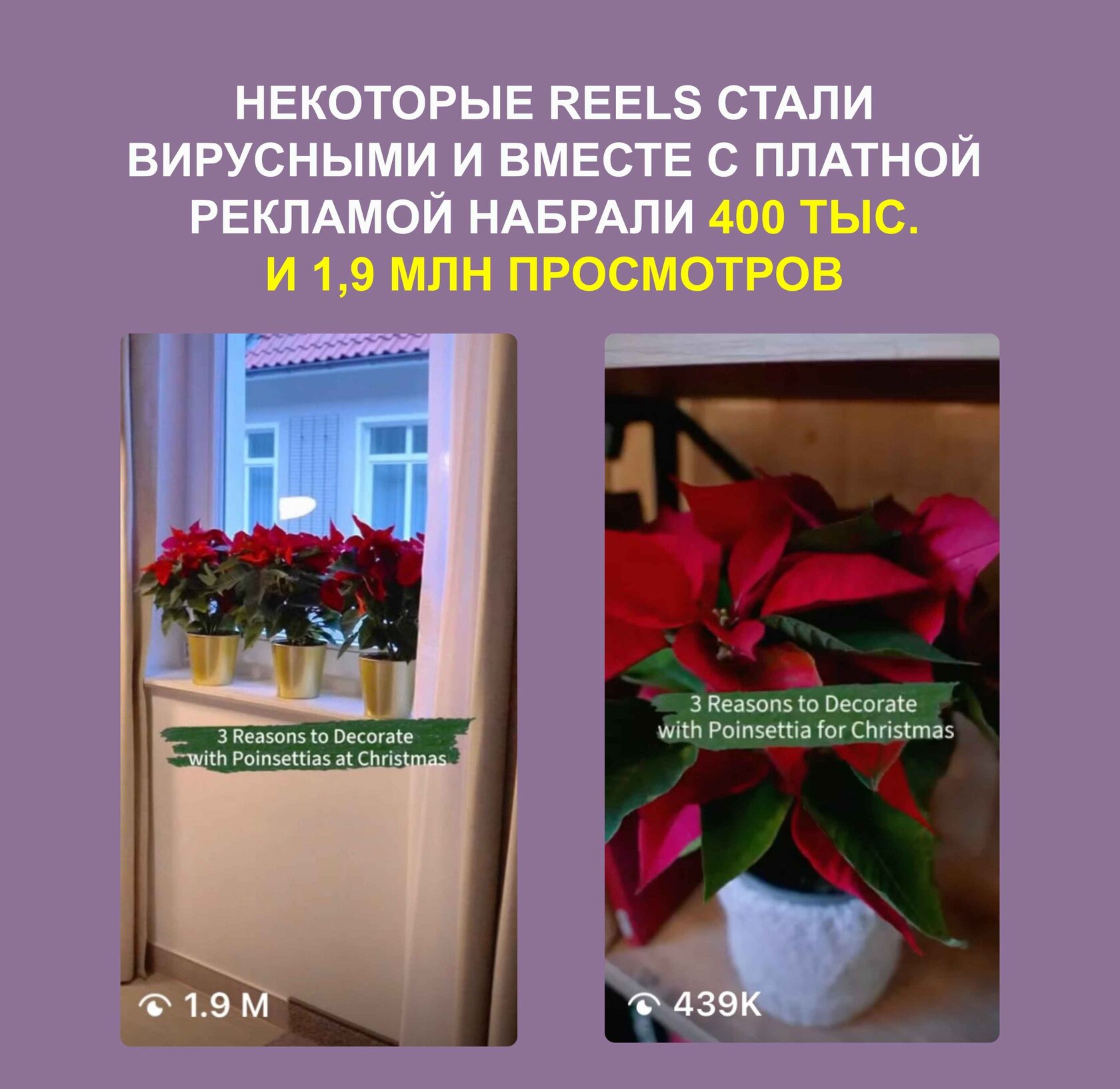 Кейс «Пуансеттия» 3