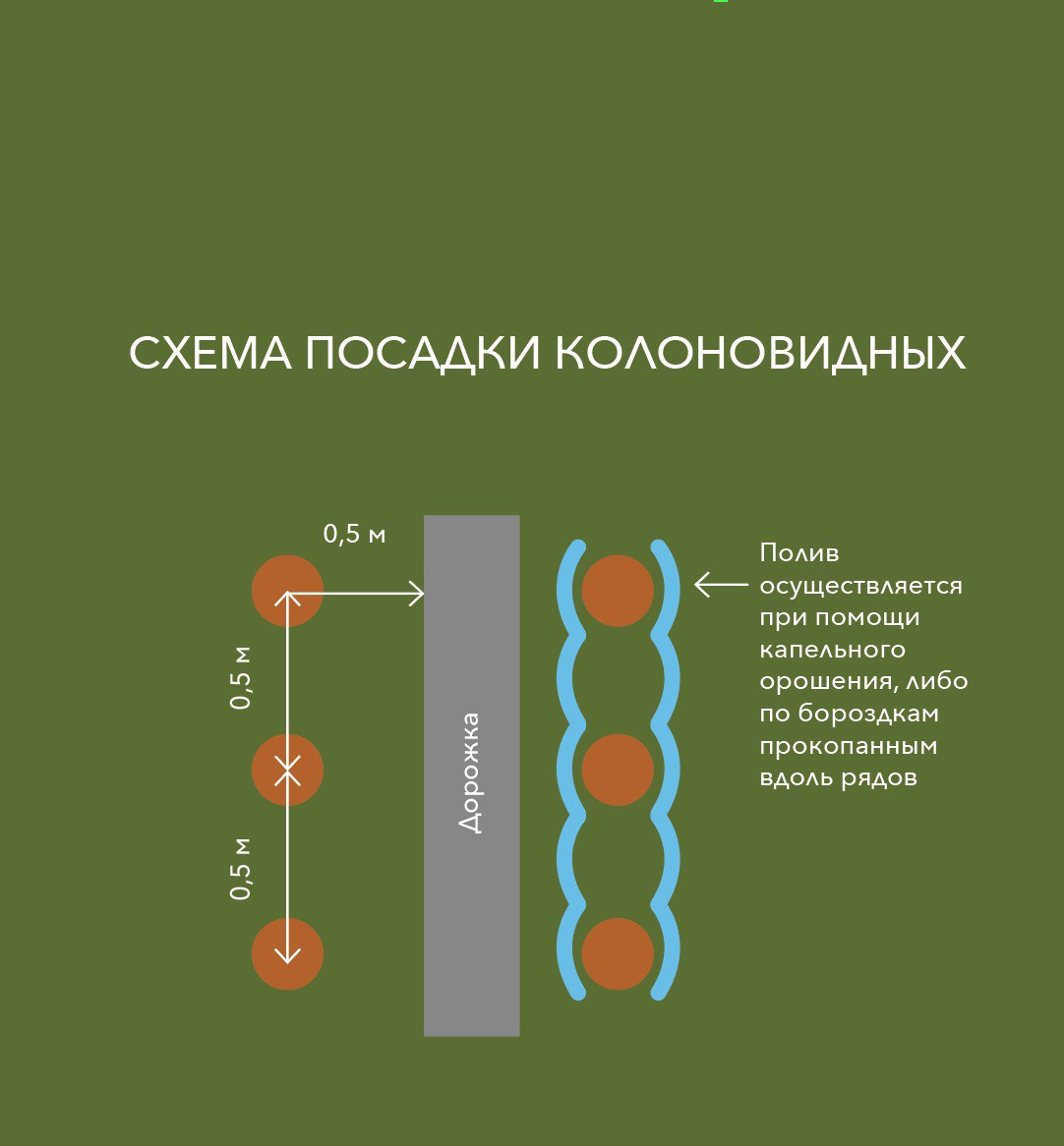 Схема посадки колоновидных яблонь: 0,5 м между деревьями в ряду вдоль дорожки, капельный полив или полив по бороздам