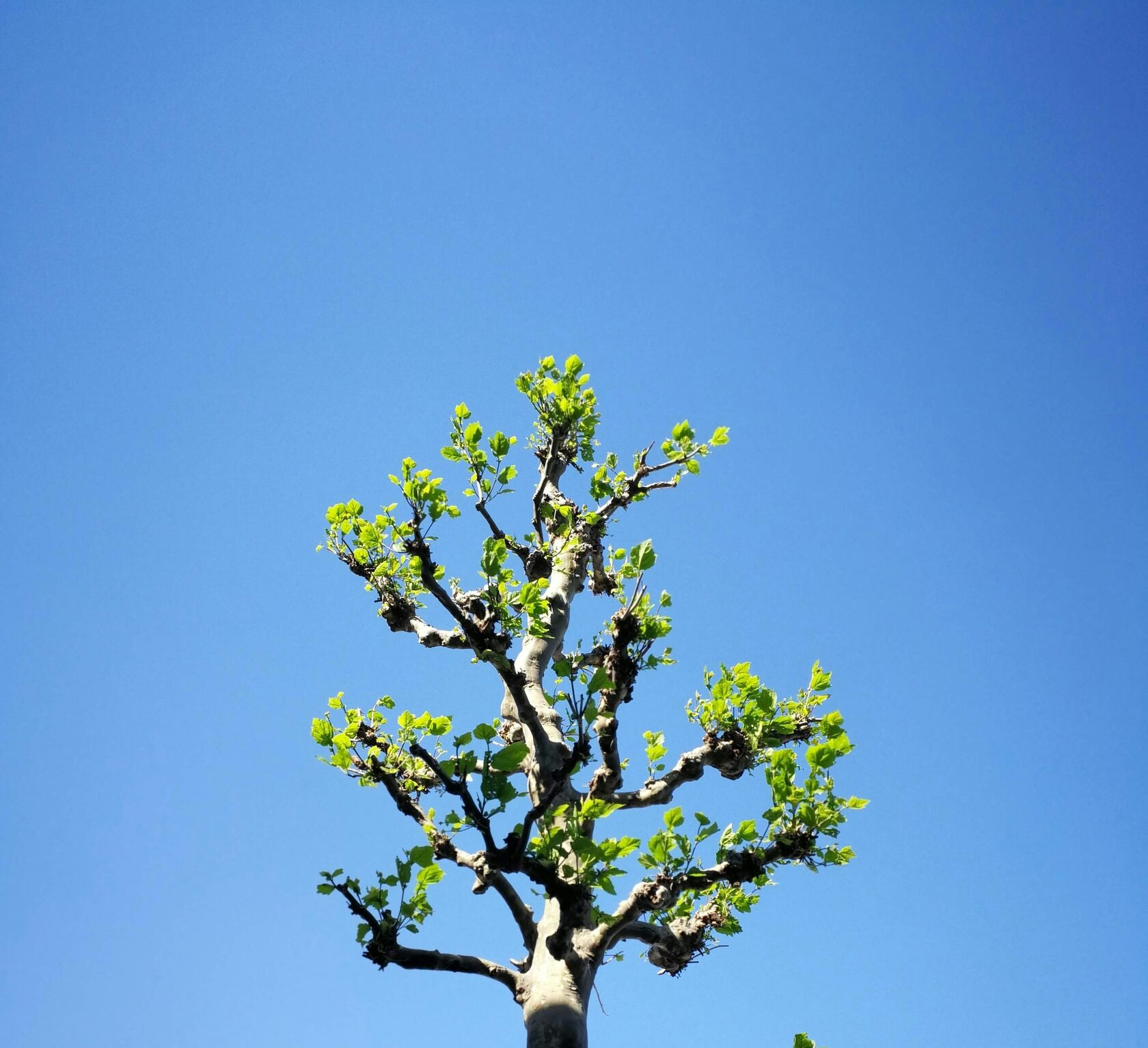 Scots Pine