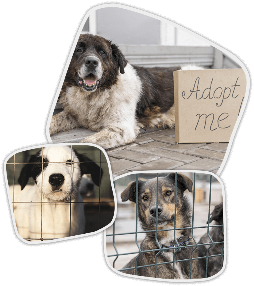 Perro grande en espera de un hogar