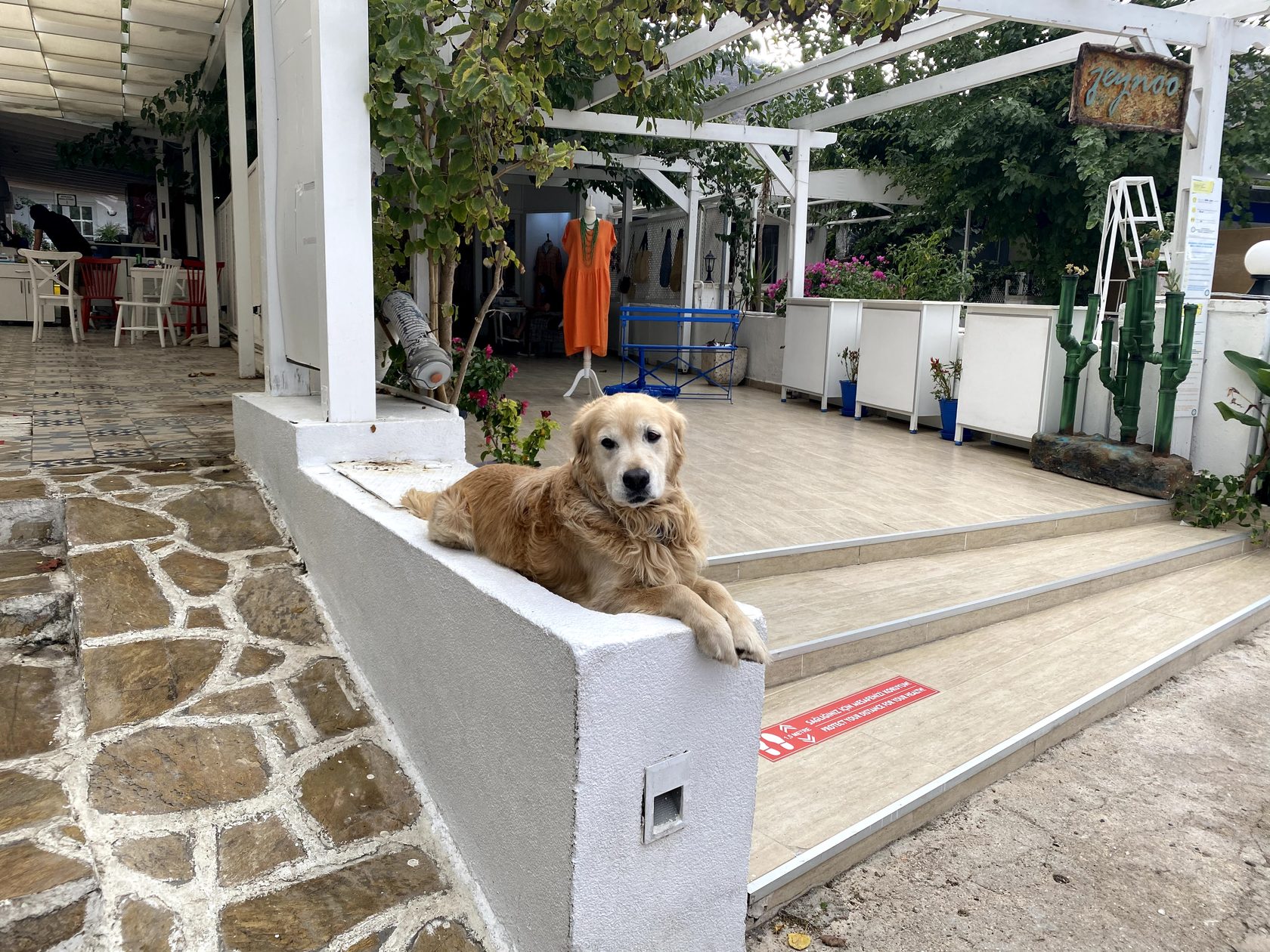 Gold retriever sphinx