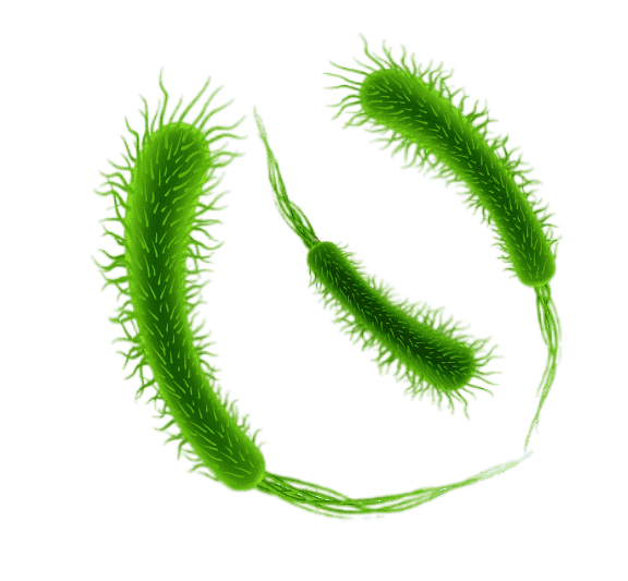 Лекция по паразитами