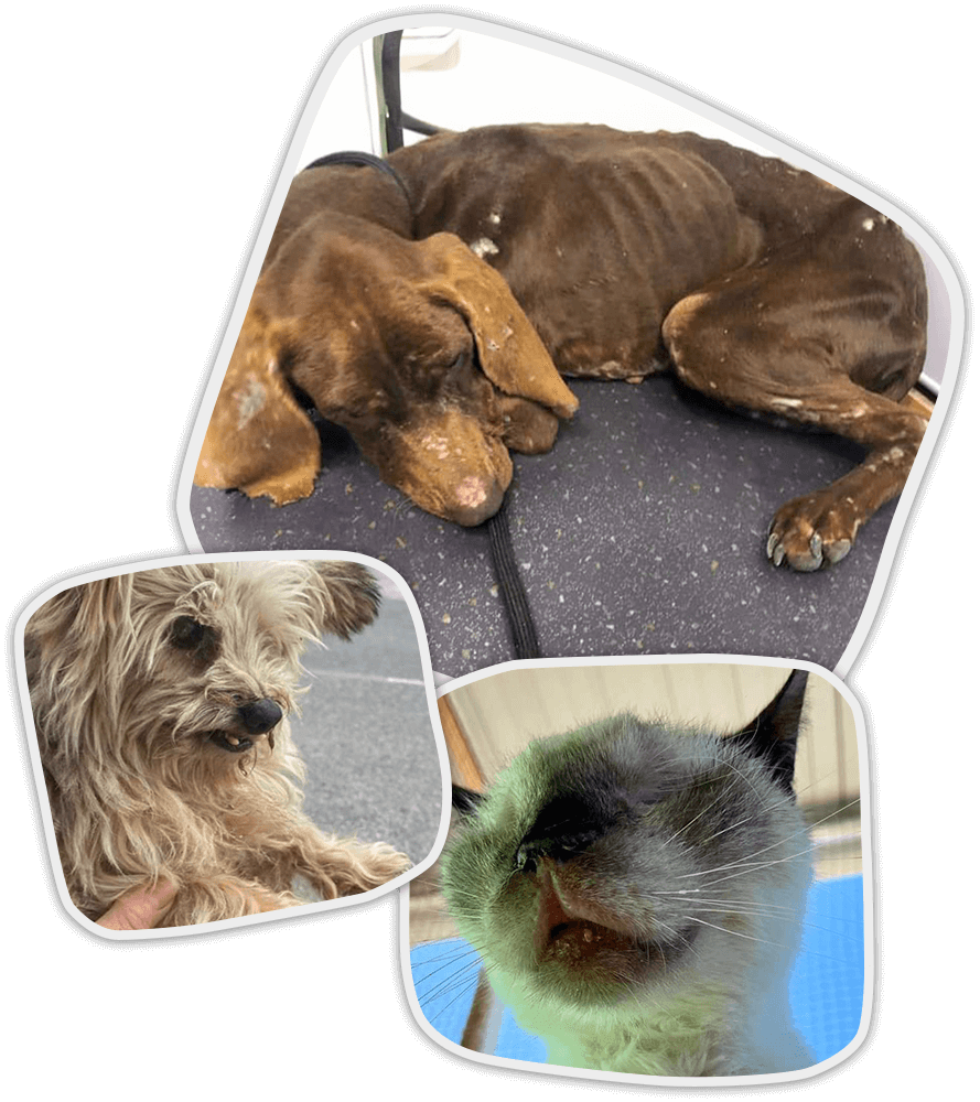 Gato herido descansando