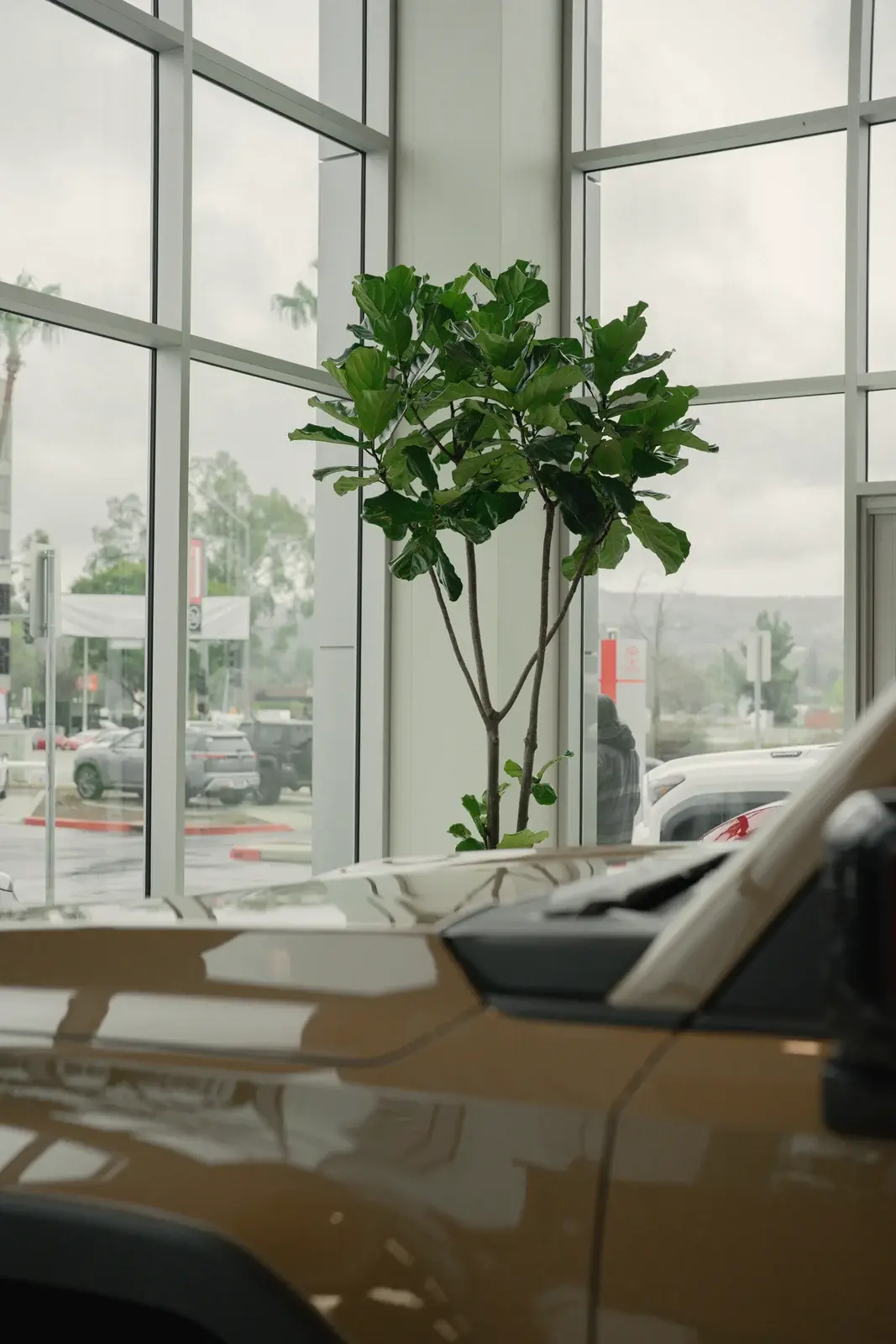 Fiddle-leaf fig by the showroom window