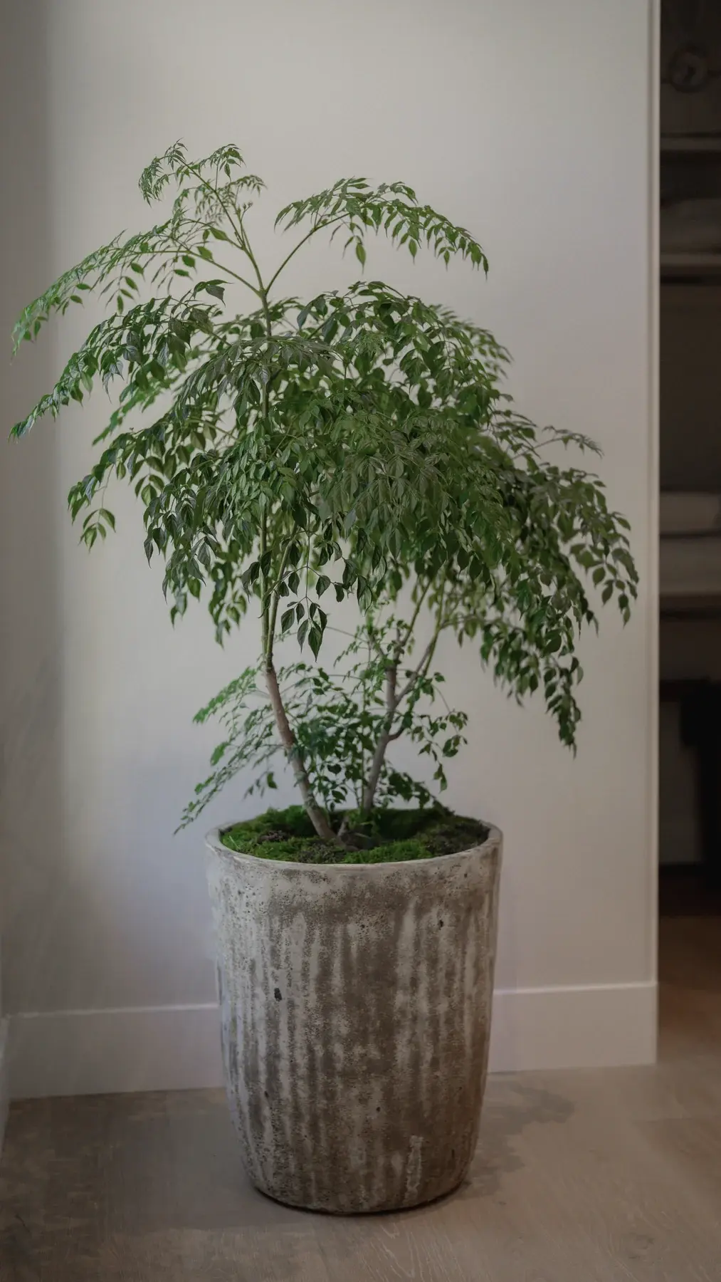 An umbrella tree in a textured planter