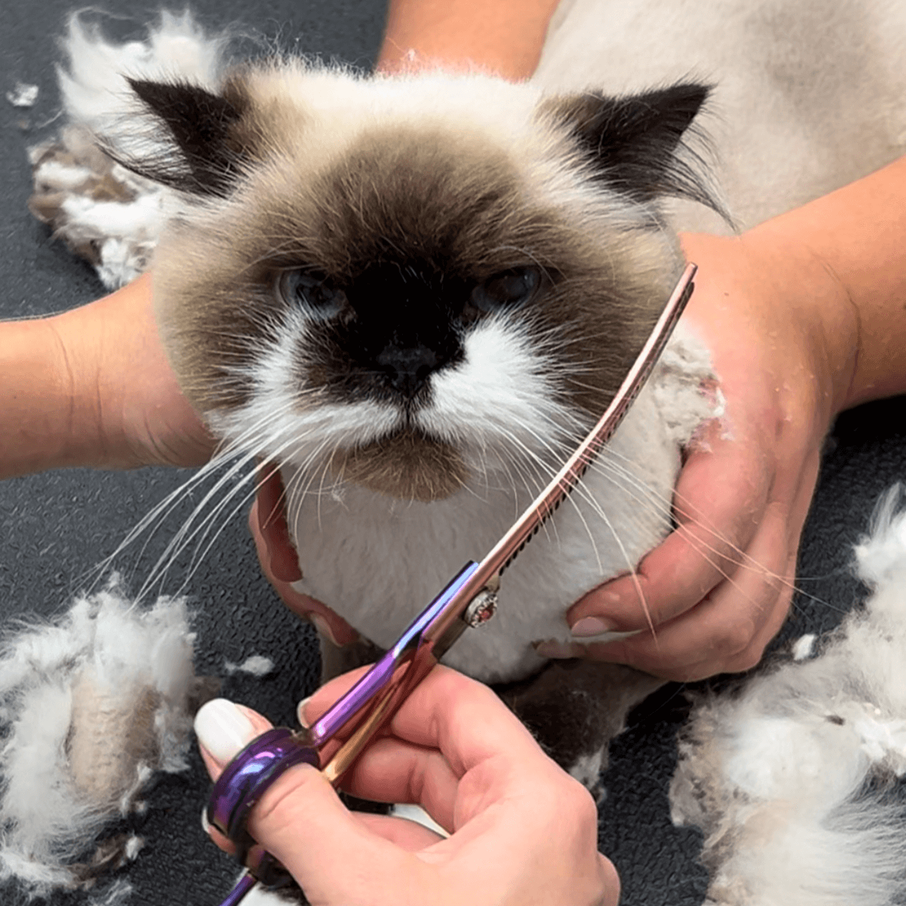 Cat being gently groomed at Pink Bone