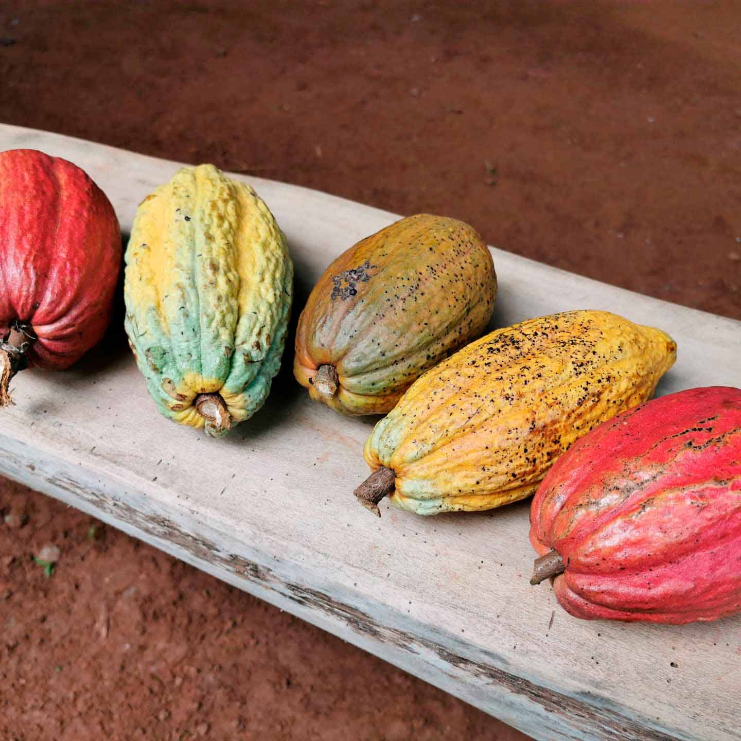 Mazorcas de cacao sobre una mesa de madera en el tour de chocolate