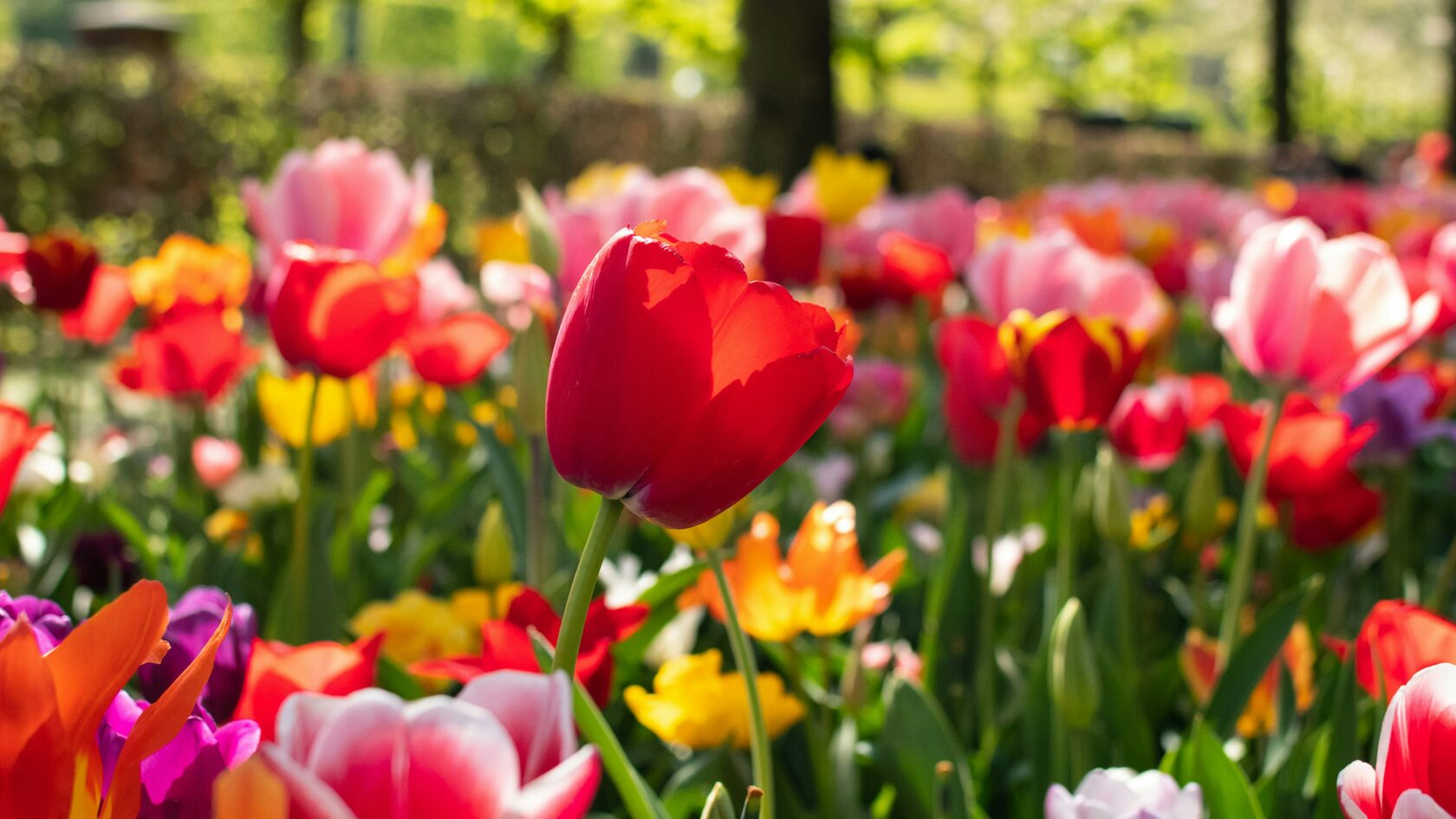2024’s most popular spring destinations | DiscoverCars.com